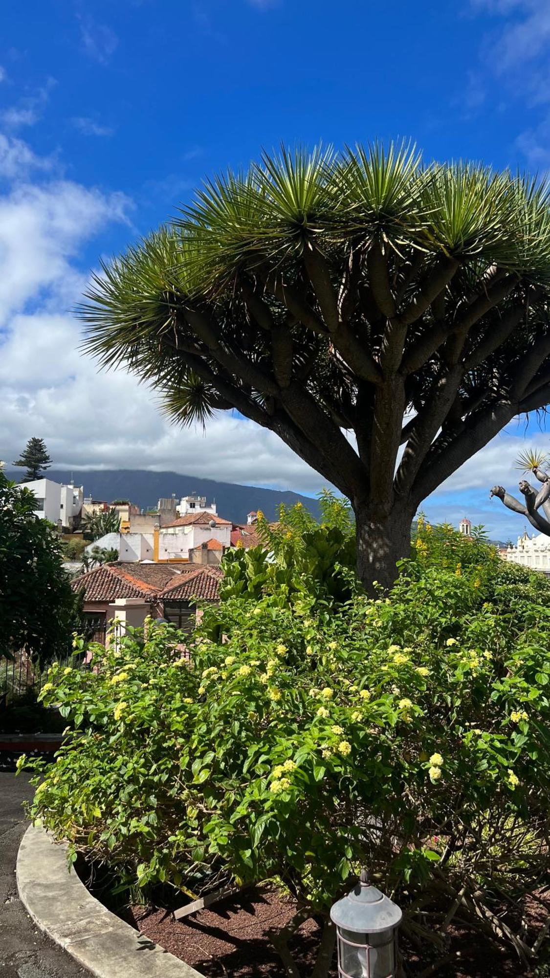 伊科德·德·洛斯·维诺斯Tenerife Te Espera!公寓 外观 照片